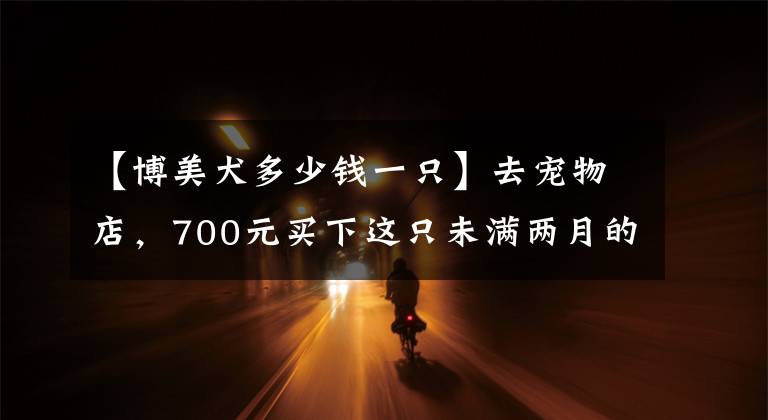 【博美犬多少钱一只】去宠物店，700元买下这只未满两月的博美，我们的噩梦就开始了