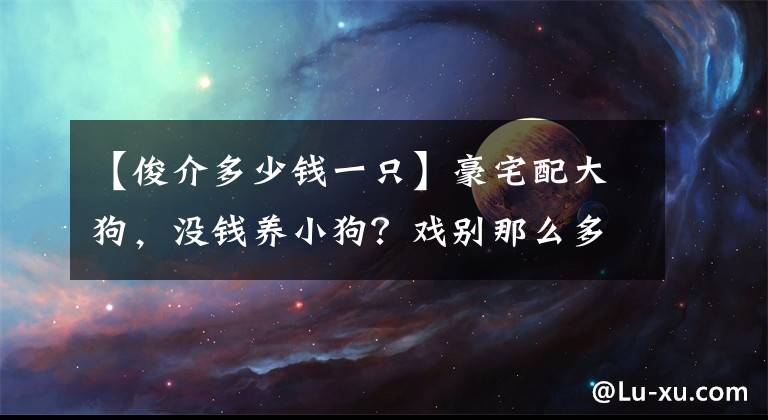 【俊介多少钱一只】豪宅配大狗，没钱养小狗？戏别那么多