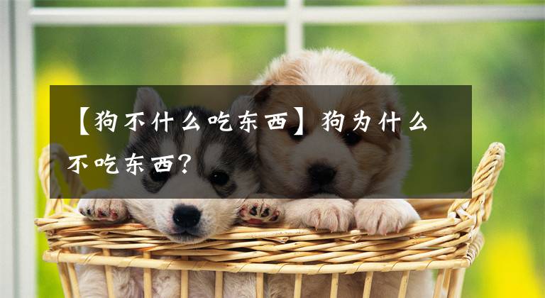 【狗不什么吃东西】狗为什么不吃东西？