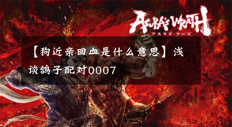 【狗近亲回血是什么意思】浅谈鸽子配对0007文章配图