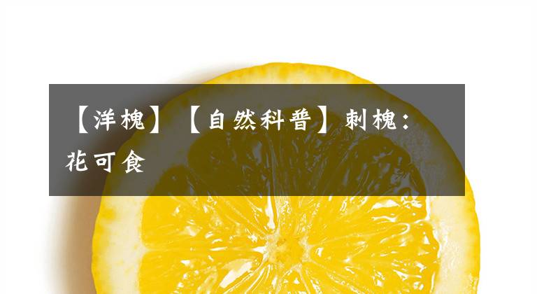 【洋槐】【自然科普】刺槐：花可食