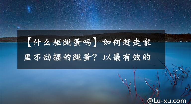 【什么驱跳蚤吗】如何赶走家里不动摇的跳蚤？以最有效的方式战斗文章配图