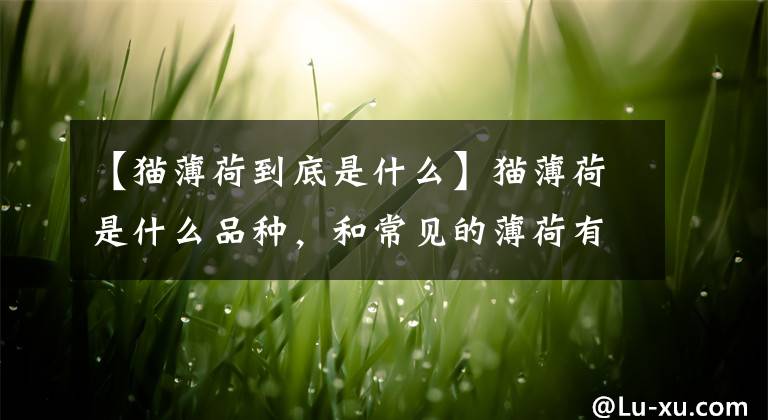 【猫薄荷到底是什么】猫薄荷是什么品种，和常见的薄荷有什么区别？如何正确保养？文章配图