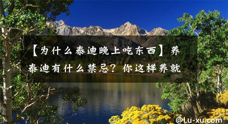 【为什么泰迪晚上吃东西】养泰迪有什么禁忌？你这样养就错了文章配图