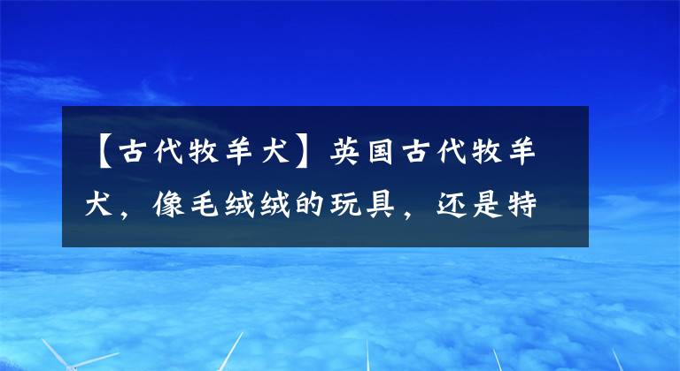 【古代牧羊犬】英国古代牧羊犬，像毛绒绒的玩具，还是特大号，萌的不要不要的