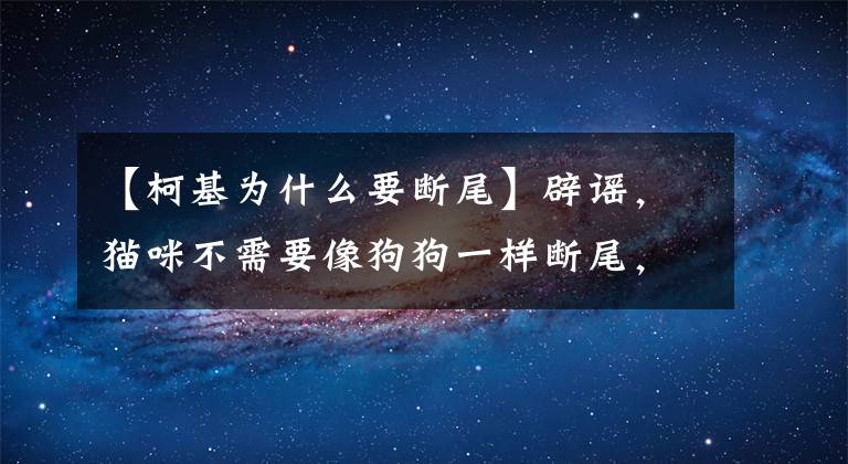 【柯基为什么要断尾】辟谣，猫咪不需要像狗狗一样断尾，且需知断尾本身就是千古谣言