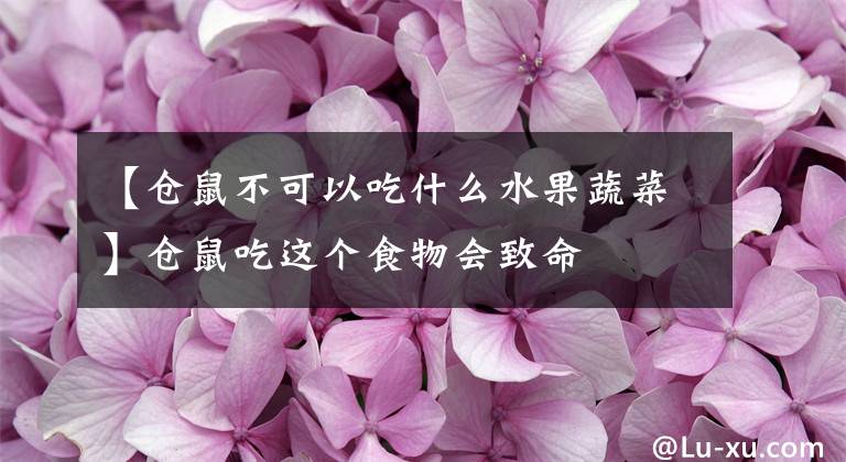 【仓鼠不可以吃什么水果蔬菜】仓鼠吃这个食物会致命文章配图