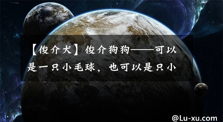 【俊介犬】俊介狗狗——可以是一只小毛球，也可以是只小狐狸