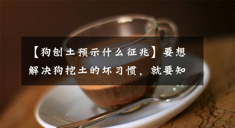 【狗刨土预示什么征兆】要想解决狗挖土的坏习惯，就要知道为什么挖土。文章配图