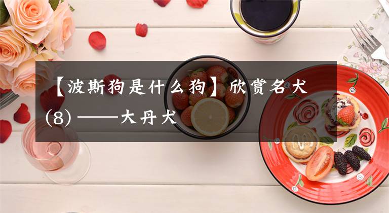 【波斯狗是什么狗】欣赏名犬(8) ——大丹犬文章配图