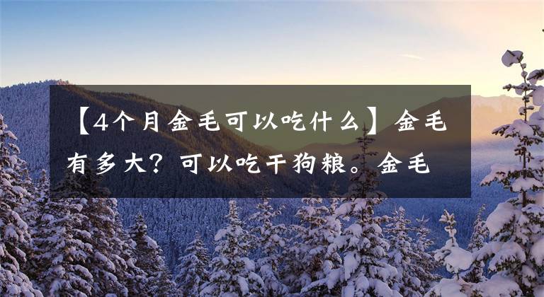 【4个月金毛可以吃什么】金毛有多大？可以吃干狗粮。金毛英犬过度吃干粮要注意什么？文章配图