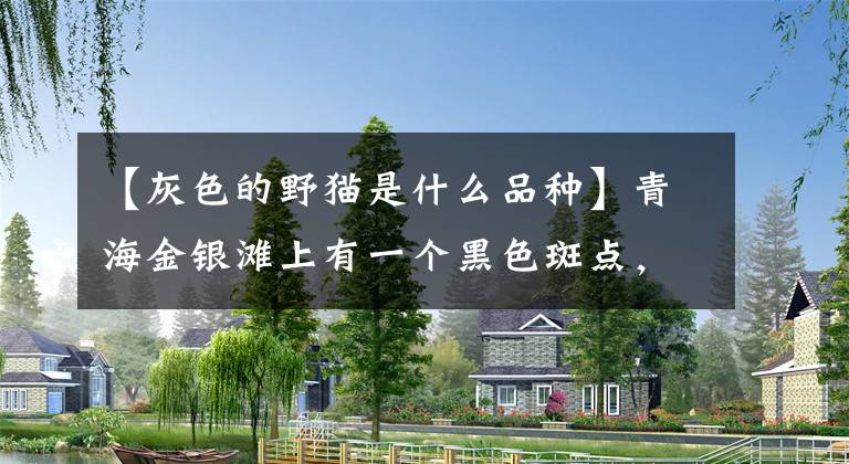 【灰色的野猫是什么品种】青海金银滩上有一个黑色斑点，额头前有四个黑色的带状斑纹，真的很甜很凶。文章配图