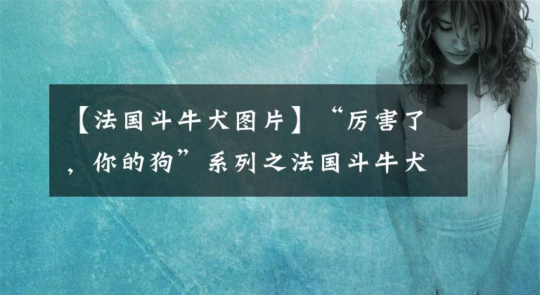 【法国斗牛犬图片】“厉害了，你的狗”系列之法国斗牛犬