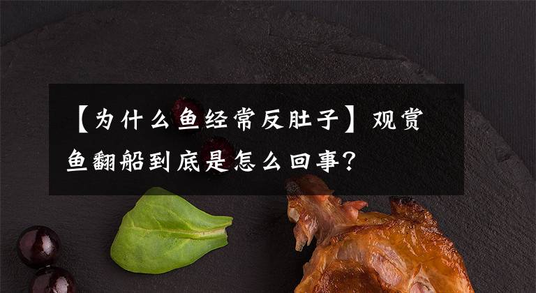 【为什么鱼经常反肚子】观赏鱼翻船到底是怎么回事？