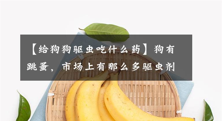 【给狗狗驱虫吃什么药】狗有跳蚤，市场上有那么多驱虫剂，该怎么选？文章配图