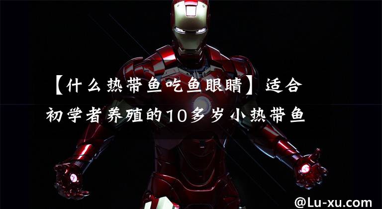 【什么热带鱼吃鱼眼睛】适合初学者养殖的10多岁小热带鱼教他们特征习性文章配图