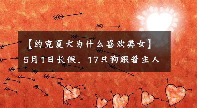 【约克夏犬为什么喜欢美女】5月1日长假，17只狗跟着主人看世界，其中一只哈士奇的表情变得更加明朗文章配图