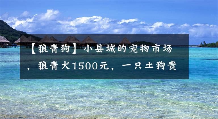 【狼青狗】小县城的宠物市场，狼青犬1500元，一只土狗贵过品种狗