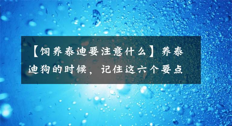【饲养泰迪要注意什么】养泰迪狗的时候，记住这六个要点，养聪明健康的狗。文章配图
