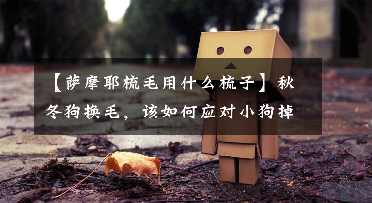 【萨摩耶梳毛用什么梳子】秋冬狗换毛，该如何应对小狗掉毛？主人首先要选好梳子文章配图