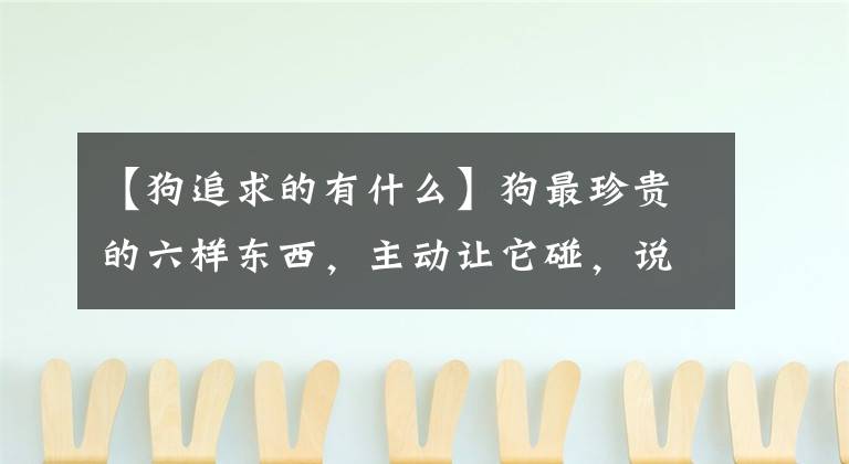 【狗追求的有什么】狗最珍贵的六样东西，主动让它碰，说明你是那家人。文章配图