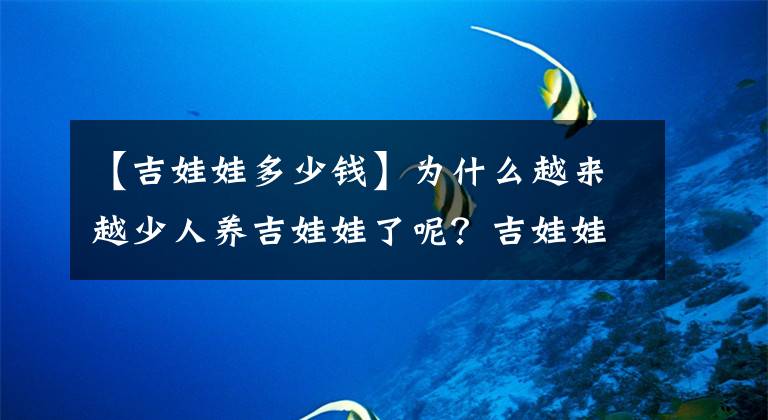 【吉娃娃多少钱】为什么越来越少人养吉娃娃了呢？吉娃娃的优缺点大分析