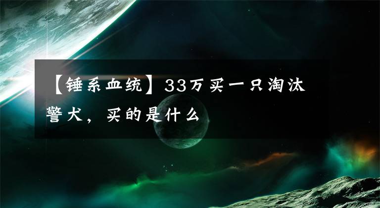 【锤系血统】33万买一只淘汰警犬，买的是什么