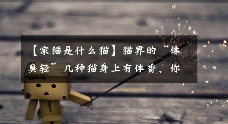 【家猫是什么猫】猫界的“体臭轻”几种猫身上有体香，你家有吗？文章配图