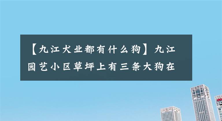 【九江犬业都有什么狗】九江园艺小区草坪上有三条大狗在晚上吠叫，扰乱了百姓。