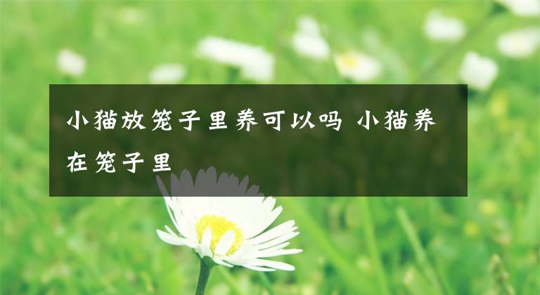 小猫放笼子里养可以吗 小猫养在笼子里文章配图