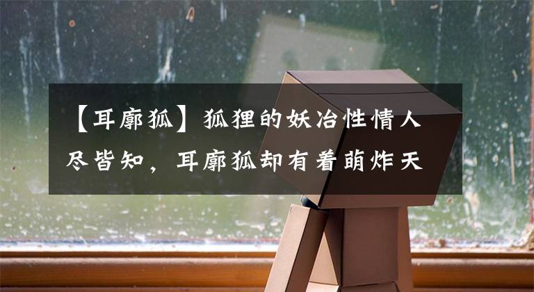 【耳廓狐】狐狸的妖冶性情人尽皆知，耳廓狐却有着萌炸天的另一面