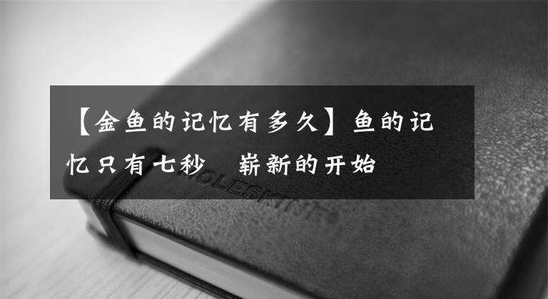 【金鱼的记忆有多久】鱼的记忆只有七秒˙崭新的开始