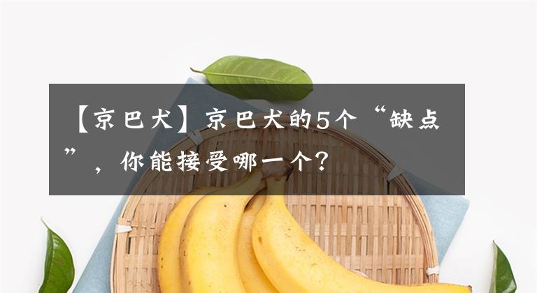 【京巴犬】京巴犬的5个“缺点”，你能接受哪一个？