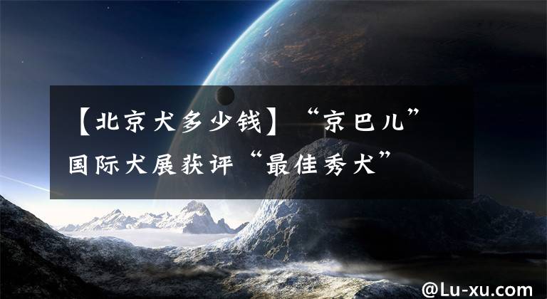 【北京犬多少钱】“京巴儿”国际犬展获评“最佳秀犬”