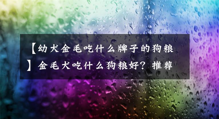 【幼犬金毛吃什么牌子的狗粮】金毛犬吃什么狗粮好？推荐适合金毛吃的狗粮十大排行榜文章配图