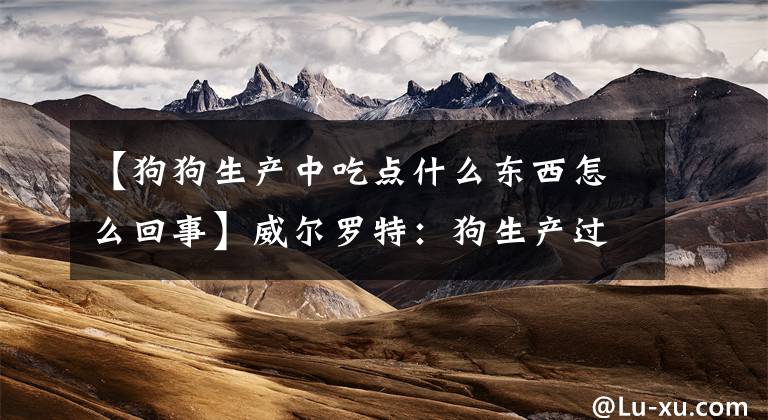 【狗狗生产中吃点什么东西怎么回事】威尔罗特：狗生产过程中的注意事项，产后护理方法文章配图