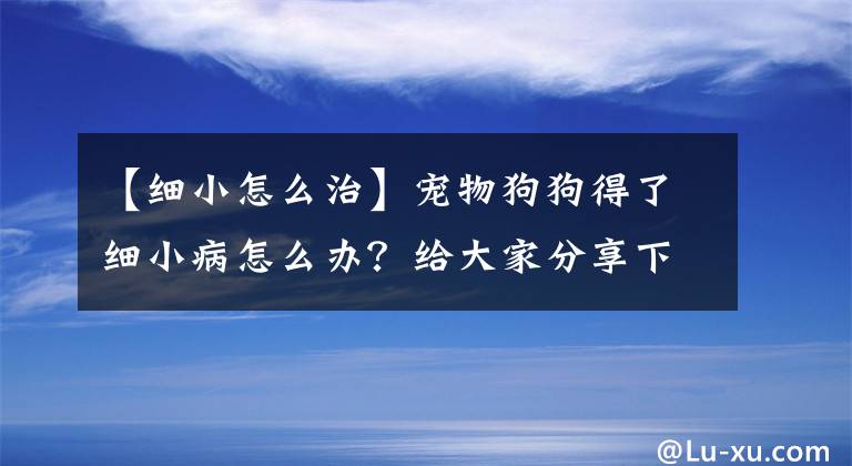 【细小怎么治】宠物狗狗得了细小病怎么办？给大家分享下经验吧