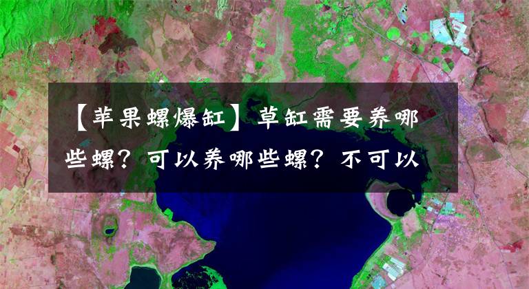 【苹果螺爆缸】草缸需要养哪些螺？可以养哪些螺？不可以养哪些螺？