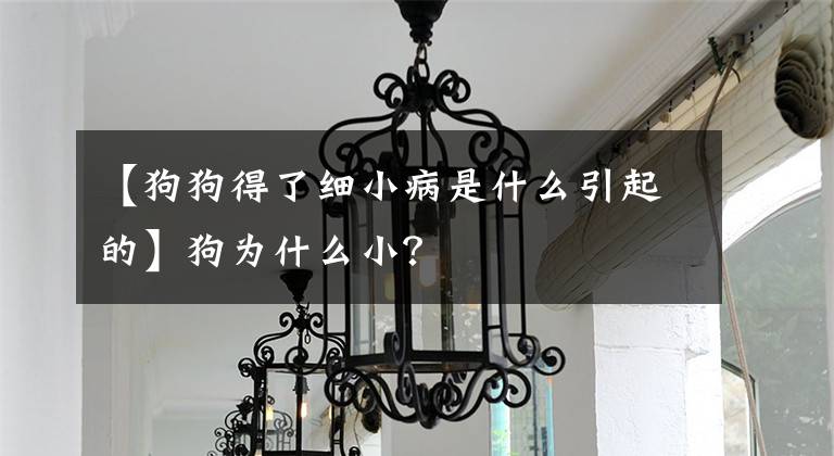 【狗狗得了细小病是什么引起的】狗为什么小？文章配图