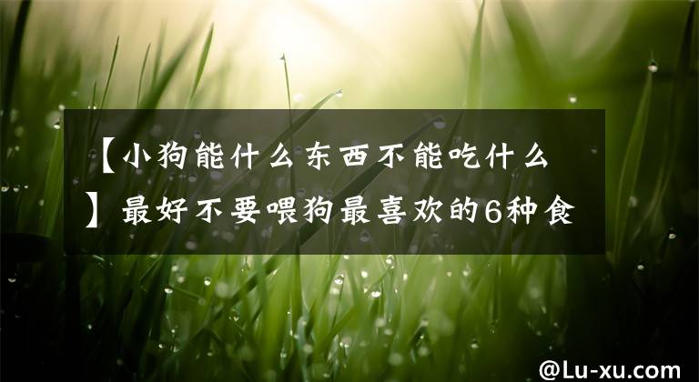 【小狗能什么东西不能吃什么】最好不要喂狗最喜欢的6种食物。喂过吗？文章配图