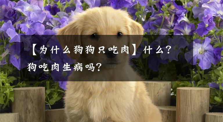 【为什么狗狗只吃肉】什么？狗吃肉生病吗？文章配图