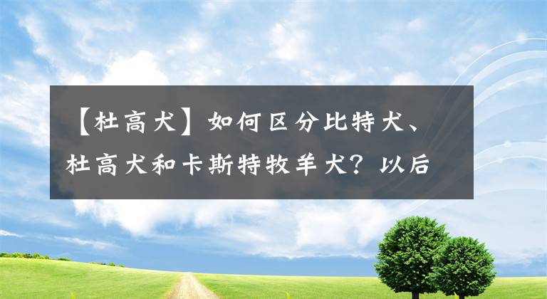 【杜高犬】如何区分比特犬、杜高犬和卡斯特牧羊犬？以后这样认准不会错！