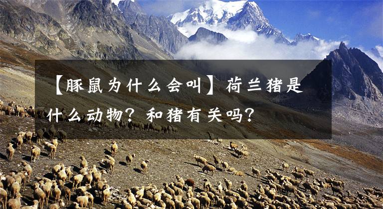 【豚鼠为什么会叫】荷兰猪是什么动物？和猪有关吗？文章配图