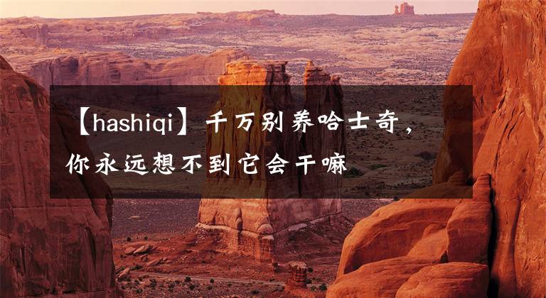 【hashiqi】千万别养哈士奇，你永远想不到它会干嘛