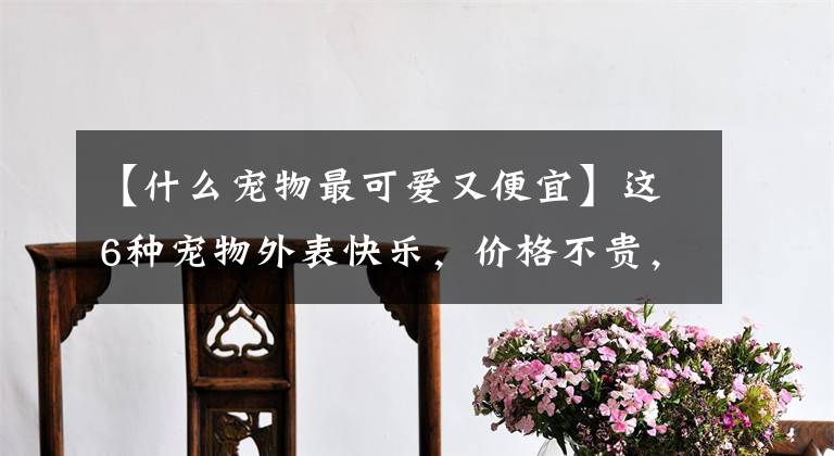 【什么宠物最可爱又便宜】这6种宠物外表快乐，价格不贵，容易养活，你不想养一只吗？文章配图