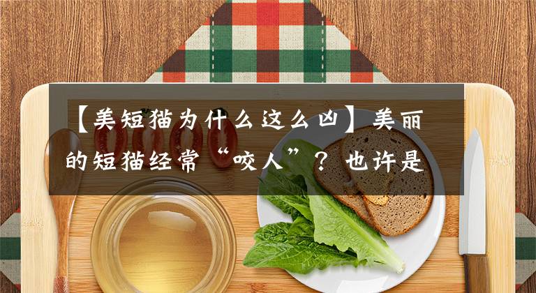 【美短猫为什么这么凶】美丽的短猫经常“咬人”？也许是因为你不知道这个。文章配图