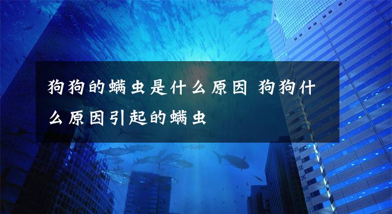 狗狗的螨虫是什么原因 狗狗什么原因引起的螨虫