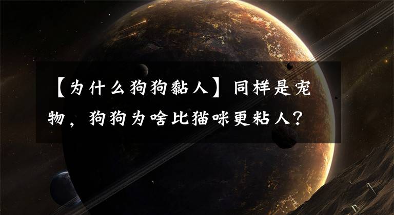 【为什么狗狗黏人】同样是宠物，狗狗为啥比猫咪更粘人？这是个“历史遗留问题”！文章配图