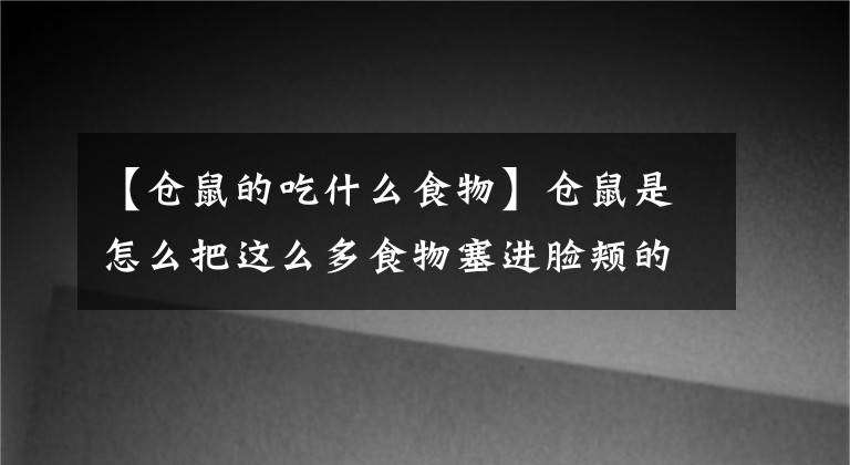 【仓鼠的吃什么食物】仓鼠是怎么把这么多食物塞进脸颊的？文章配图