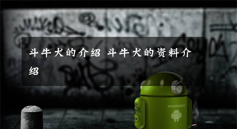 斗牛犬的介绍 斗牛犬的资料介绍文章配图